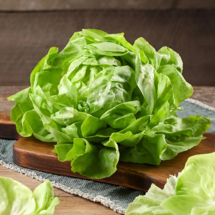Winterfester Kopfsalat, Sorte „Humil“, Salatsamen, Toraf, 1 g