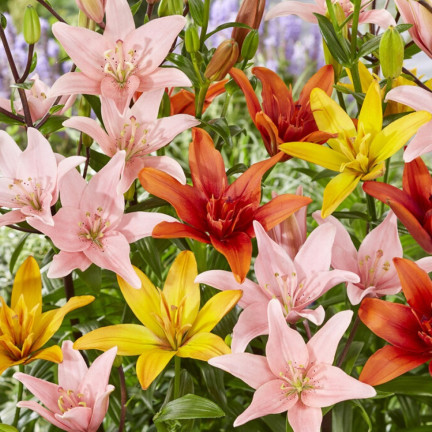 Asiatische Lilien, gemischte Sorten, Lilienzwiebeln, Größe 14/16, 5 Stück