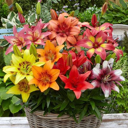 Asiatische Lilien, gemischte Sorten, Lilienzwiebeln, Größe 14/16, 5 Stück
