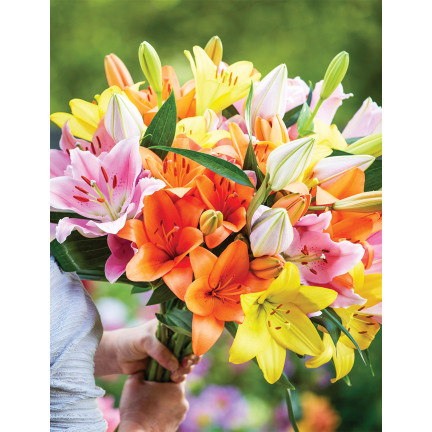 Asiatische Lilien, gemischte Sorten, Lilienzwiebeln, Größe 14/16, 5 Stück