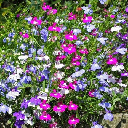 R5837 LOBELIA HÄNGENDE KASKADE GEMISCHT 0.1G LOBELIA BLUMEN SAMENMISCHUNG