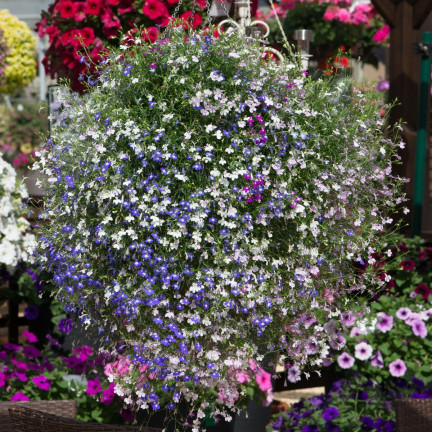 R5837 LOBELIA HÄNGENDE KASKADE GEMISCHT 0.1G LOBELIA BLUMEN SAMENMISCHUNG