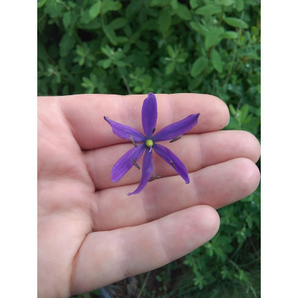 Kamasja, Camassia esculenta „Quamash“, Blumenzwiebeln, Größe 5/6, 50 Stück.