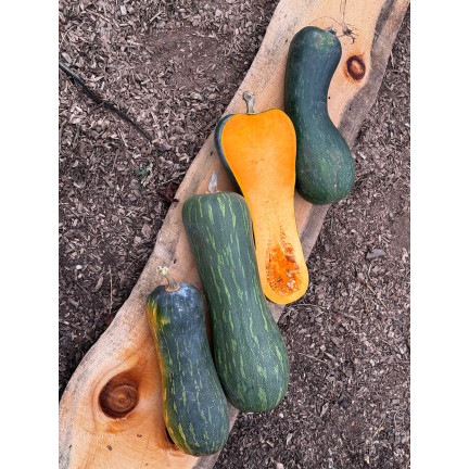 W1245 BUTTERNUSSKÜRBIS CUCURBITA MOSCHATA FEINES AROMA KÜRBISKERNE 5G