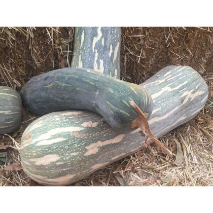 W1245 BUTTERNUSSKÜRBIS CUCURBITA MOSCHATA FEINES AROMA KÜRBISKERNE 5G