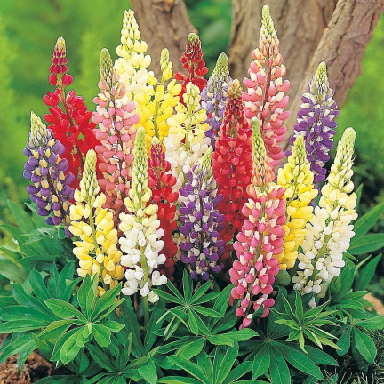 R2818 SOMMERLUPINE 1G SAMENMISCHUNG FARBE LUPINENBLÜTEN