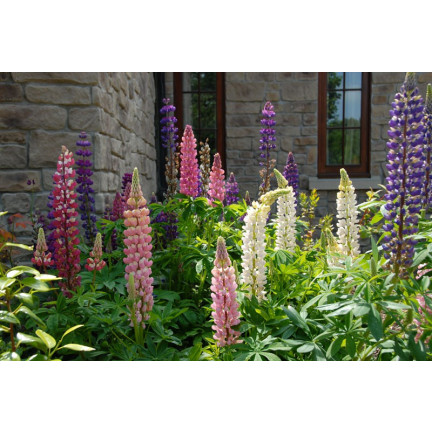 R2818 SOMMERLUPINE 1G SAMENMISCHUNG FARBE LUPINENBLÜTEN