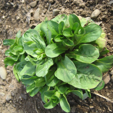 W1186 FELDSALAT GEMÜSESAMEN VITAMINREICHER KOPFSALAT 1G