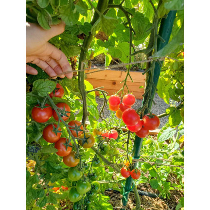 W1160 HIMBEERE GEMAHLENE TOMATENSAMEN FÜR SAUCEN KONSERVEN 0,5G