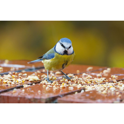 Mischfutter für Wildvögel, Ganzjahresfutter, Getreidekörner, Turdus 1 kg