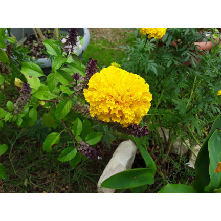 Großblütige Tagetes „Moonlight“, Tagetes-Samen, essbare Blüten, 1 g