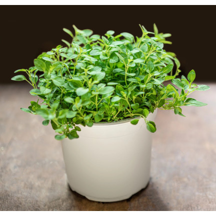 Z3018 MAJORAN KRÄUTERSAMEN AROMATISCHE BEILAGE 1G