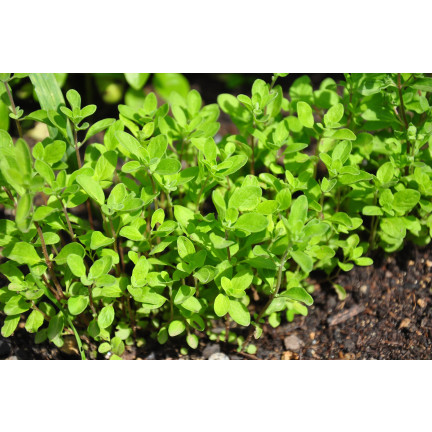 Z3018 MAJORAN KRÄUTERSAMEN AROMATISCHE BEILAGE 1G