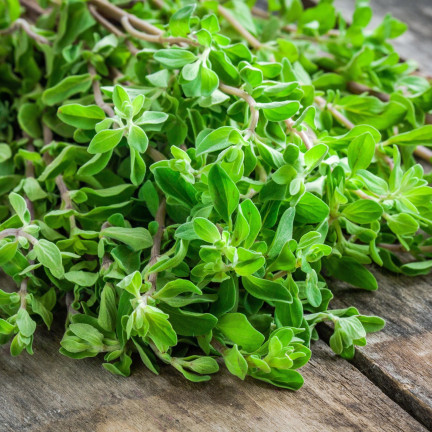 Z3018 MAJORAN KRÄUTERSAMEN AROMATISCHE BEILAGE 1G