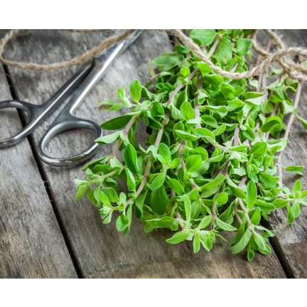 Z3018 MAJORAN KRÄUTERSAMEN AROMATISCHE BEILAGE 1G