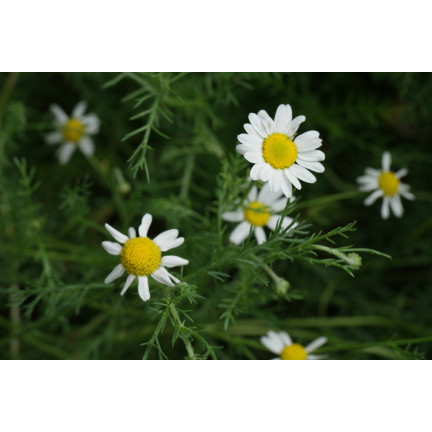 Z3030 KAMILLE SAMEN HEILPFLANZE MATRICARIA CHAMOMILLA 0.5G
