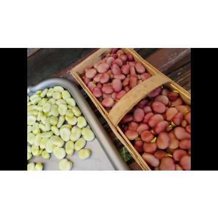 W1007 BOTH Vicia faba L. var. major karminrot fruchtbar schmackhaft früh 30G