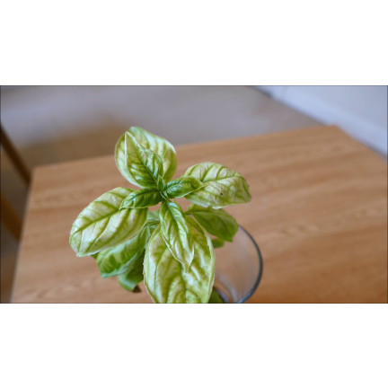 SUM40 Help Plant Eisen (Fe) 20 ml, Blattdünger, beugt physiologischen Erkrankungen und Wachstumshemmungen vor