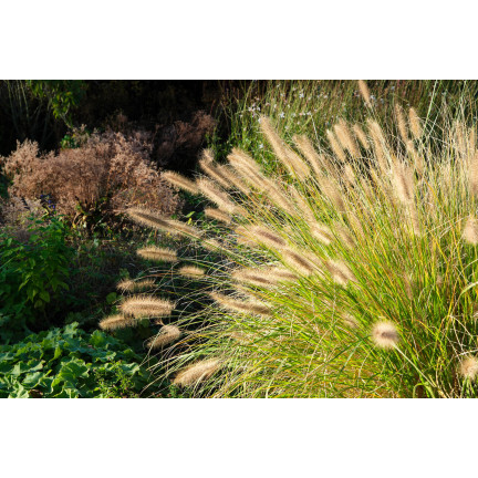 R2251 Pennisetum villosum – einjähriges, buschiges Gras mit federartigen Büscheln, 12 Stück