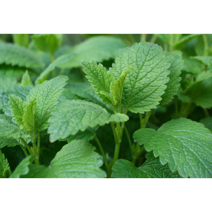 Z3019 ZITRONENMELISSE PFLANZENSAMEN HEILKRAUT HONIG PFLANZE 0.5G