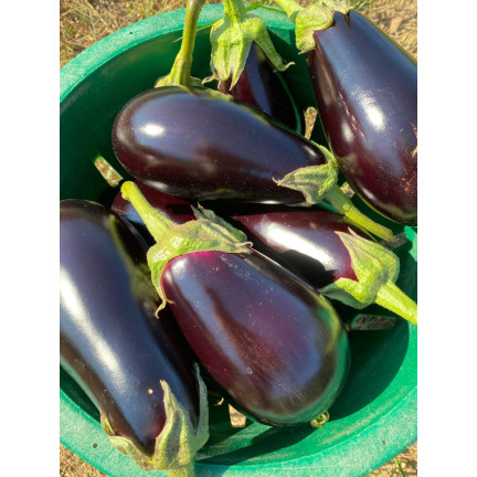 W1003 AUBERGINE SAMEN SCHWARZE SCHÖNHEIT LILA BIRNE DER LIEBE 1G