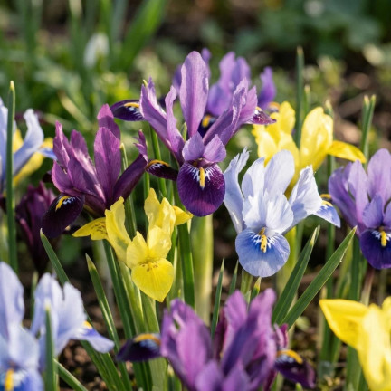 Holländische Iris, Iris hollandica, Schwertlilie, Blumenzwiebeln, Größe 6/7, 50 Stück.