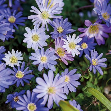 Anemone „Blanda Mixed“, Anemonen-Blumenzwiebeln, Größe 4/5, 50 Stück.