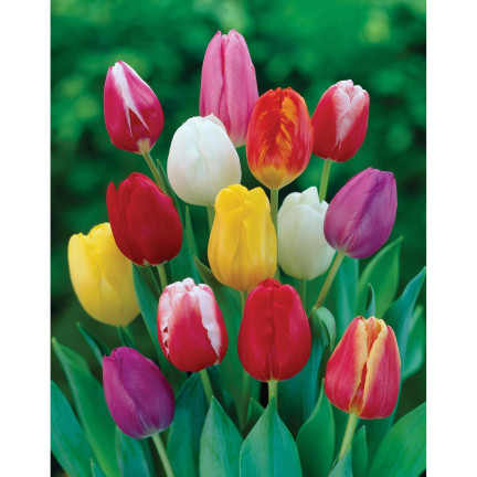 CEB15 Tulpen, Tulpenzwiebeln, Blumenzwiebeln, Farbmischung „Triumph Mixed“, 50 Stück