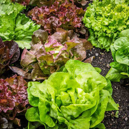 W6595 SALATMISCHUNG SORTEN SALATSAMEN KNACKIGE BUTTERMISCHUNG 1G