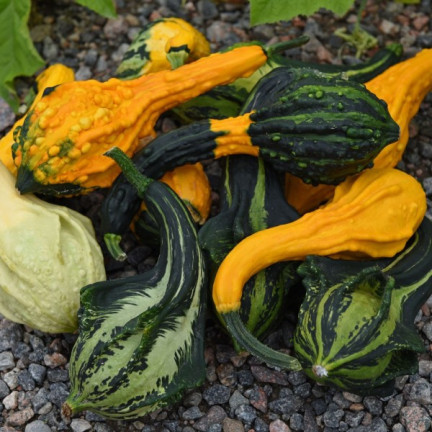 W7059 ZIERKÜRBIS KLEINE INDISCHE MISCHUNG 2G SAMEN MIX FARBEN UND FORMEN VON KÜRBIS