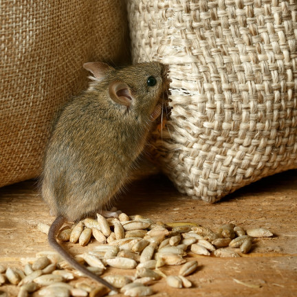 SUM61 SUMIN MÜSLISCHACHTEL RODENTIZID GIFT FÜR MÄUSE 500G (4X125G)