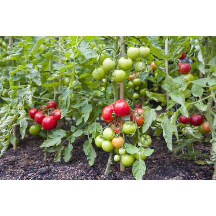 Organischer Dünger für Tomaten, BIO-Granulat, natürlich, Biovita 3 kg