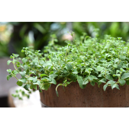 Z3026 OREGANO OREGANO KRÄUTERSAMEN AROMATISCHES KRAUT FÜR JEDE KÜCHE 0.5G