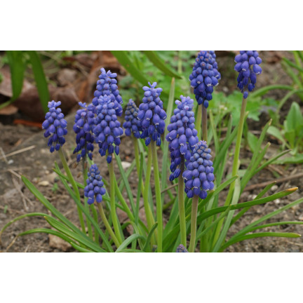 Muscari armeniacum (Armenischer Blauer Glanz), Blumenzwiebeln des Armenischen Blauen Glanzes, Größe 6/7, 50 Stück. 