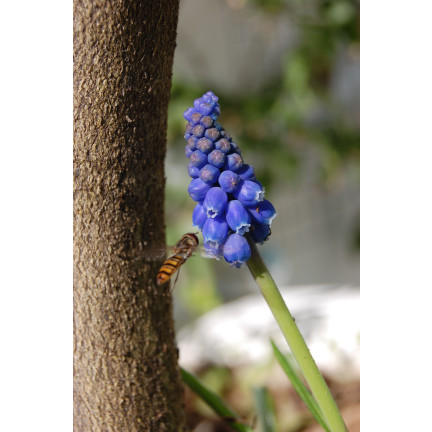Muscari armeniacum (Armenischer Blauer Glanz), Blumenzwiebeln des Armenischen Blauen Glanzes, Größe 6/7, 50 Stück. 
