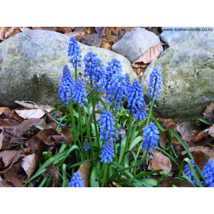 Muscari armeniacum (Armenischer Blauer Glanz), Blumenzwiebeln des Armenischen Blauen Glanzes, Größe 6/7, 50 Stück. 