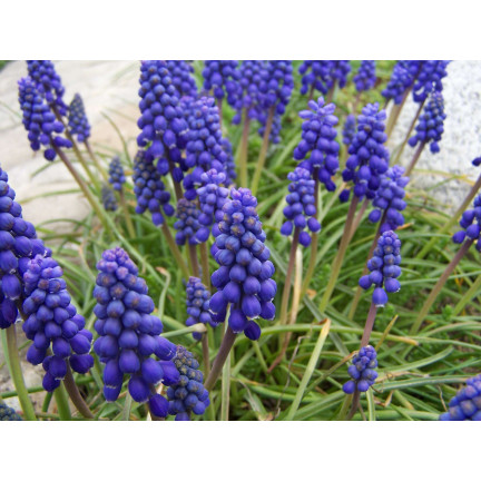 Muscari armeniacum (Armenischer Blauer Glanz), Blumenzwiebeln des Armenischen Blauen Glanzes, Größe 6/7, 50 Stück. 