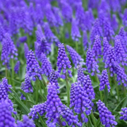 Muscari armeniacum (Armenischer Blauer Glanz), Blumenzwiebeln des Armenischen Blauen Glanzes, Größe 6/7, 50 Stück. 