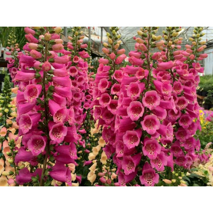 R2184 Digitalis purpurea MIX zweijährig gefleckt Digitalis purpurea