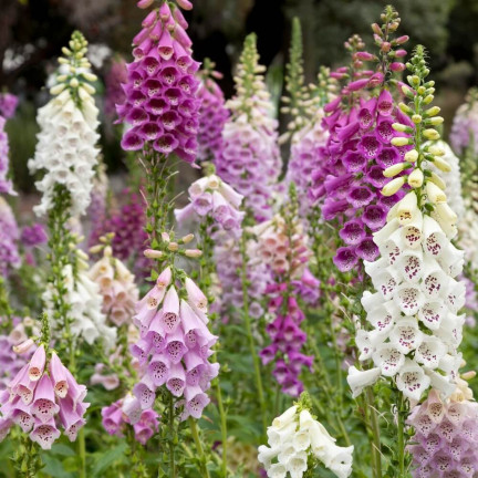 R2184 Digitalis purpurea MIX zweijährig gefleckt Digitalis purpurea