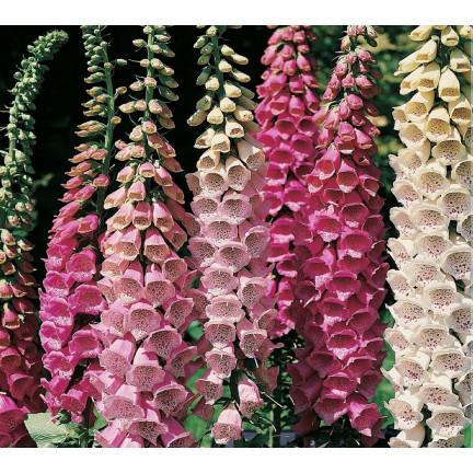 R2184 Digitalis purpurea MIX zweijährig gefleckt Digitalis purpurea