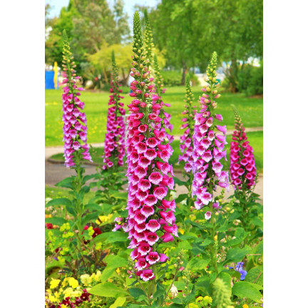 R2184 Digitalis purpurea MIX zweijährig gefleckt Digitalis purpurea