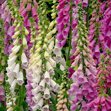 R2184 Digitalis purpurea MIX zweijährig gefleckt Digitalis purpurea