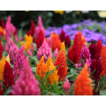R2067 PIERNISH CELOZIA MIX COLOUR-FREE FLOWERS MIX DECORATION Garten