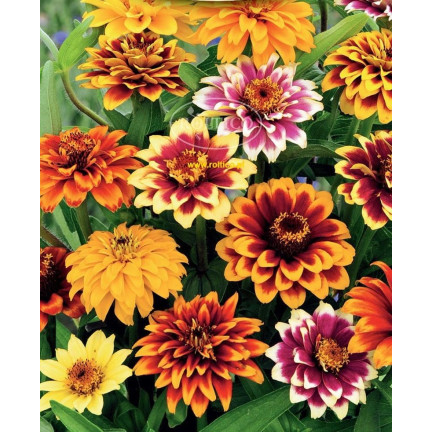 R2069 PERSIAN CYNIA SEEDS MIX COLOURFUL FLOWERS für Schnittblumen