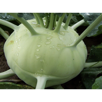W1075 RIESENKOHLRABI SAMEN WEISSES SCHMACKHAFTES FRUCHTFLEISCH KEINE HOLZIGKEIT VERARBEITUNG VIEL FRUCHTFLEISCH1G