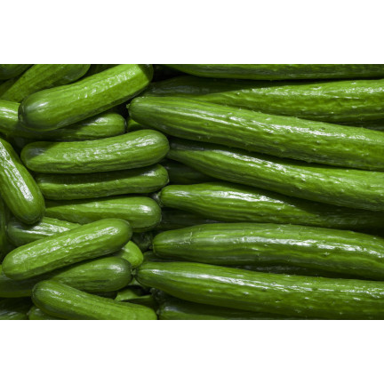 W1339 rechteckig DELICIUS-GEMÜSE SEEDS PORTUGAL VARIETIES