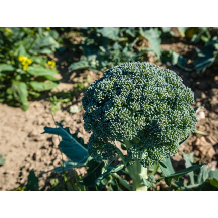 W1008 Brokkolisamen CALABRESE NATALINO FERTILE VITAMINQUELLE LEICHT ANZUBAUEN