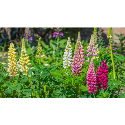 R2818 SOMMERLUPINE 1G SAMENMISCHUNG FARBE LUPINENBLÜTEN