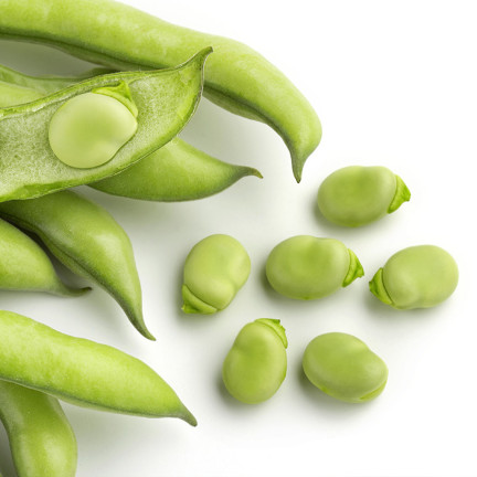W1006 SEEDS WINDSOR WHITE BROAD BEAN MEDIUM EARLY VERY PROLIFIC 50G